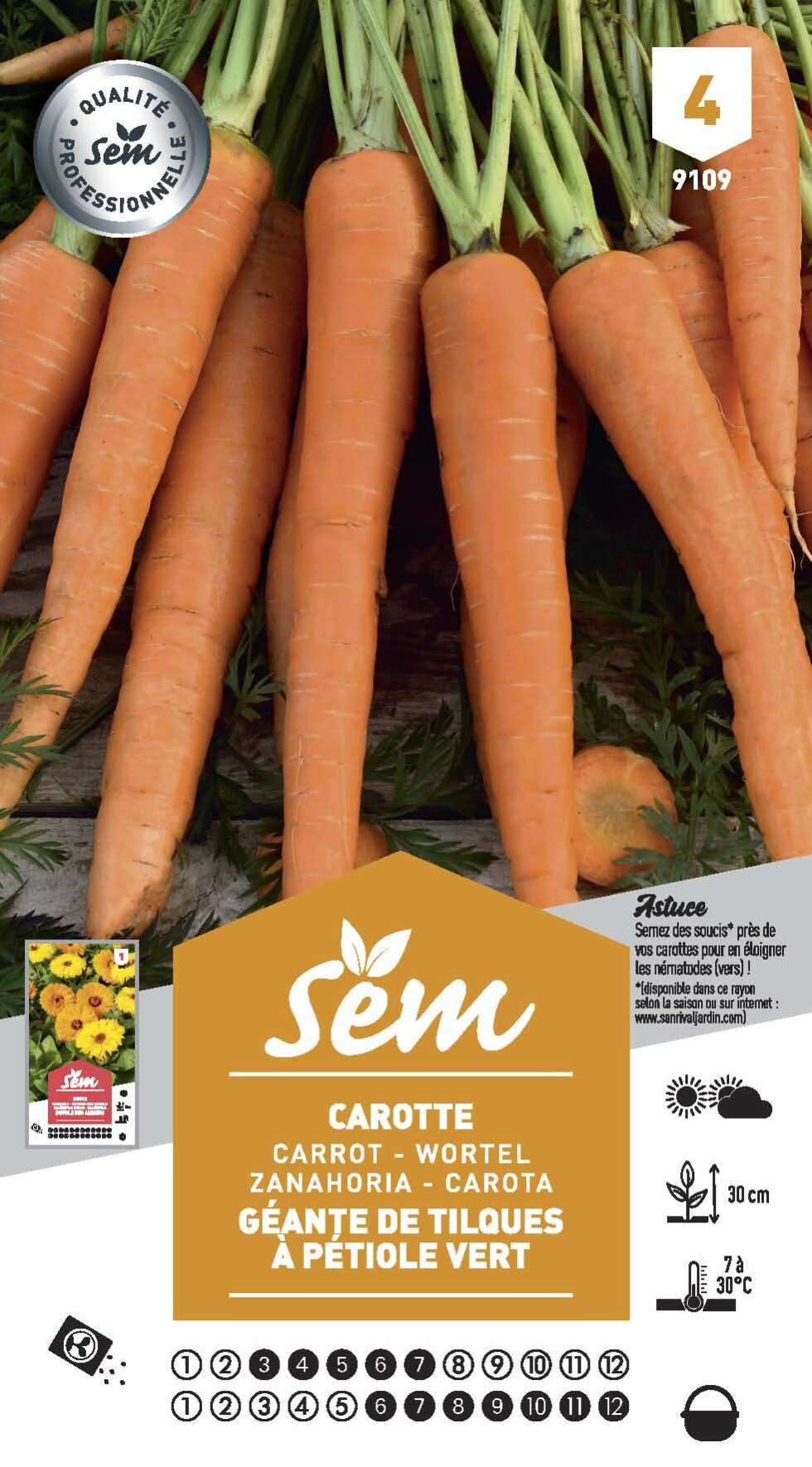 CAROTTE G ANTE DE TILQUES P TIOLE VERT SEM
